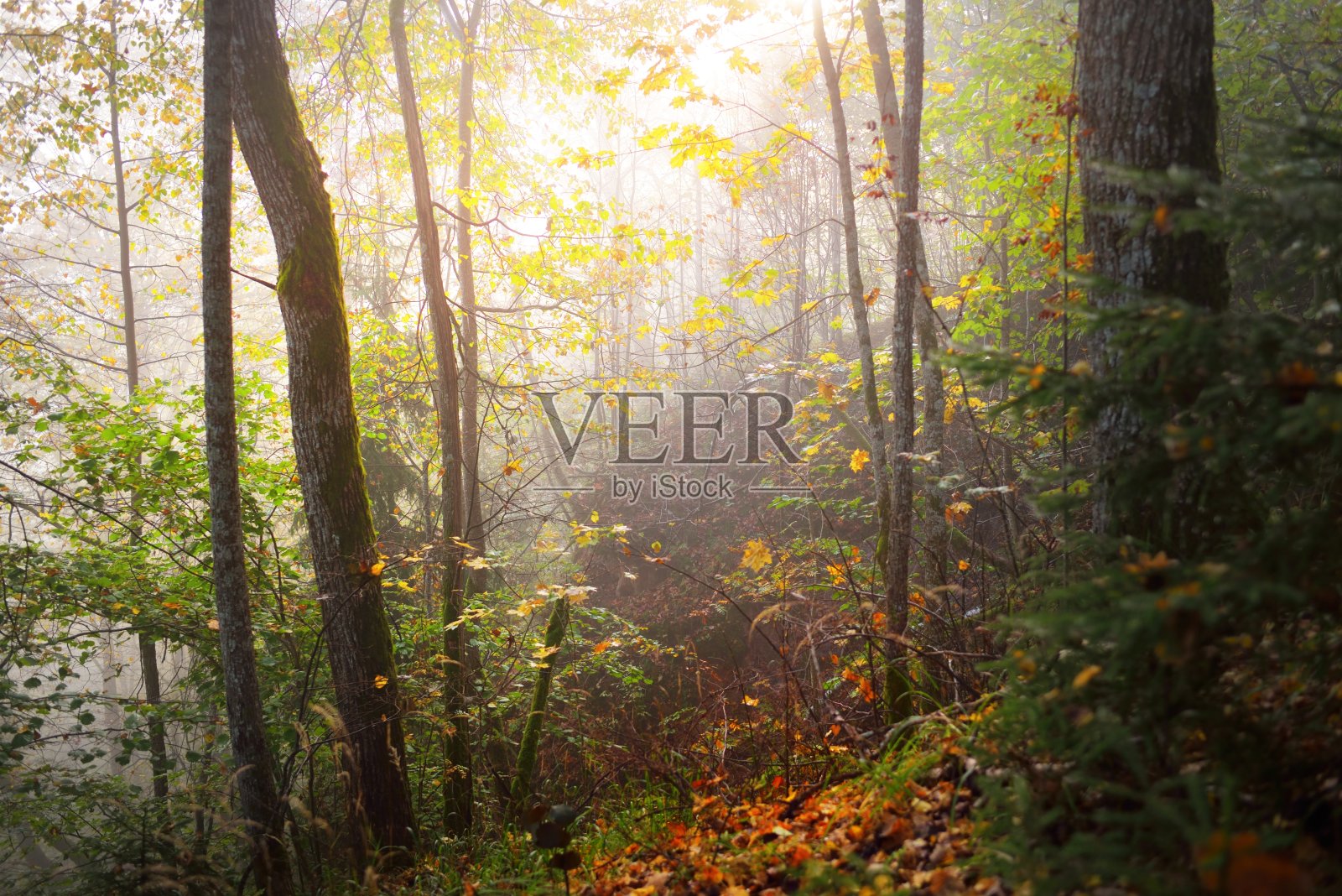 大气景观的森林山在日出的雾。金色的光,阳光。绿色的树木，彩色的叶子，苔藓，蕨类，植物特写。Sigulda,拉脱维亚。生态、季节、秋季、生态旅游照片摄影图片