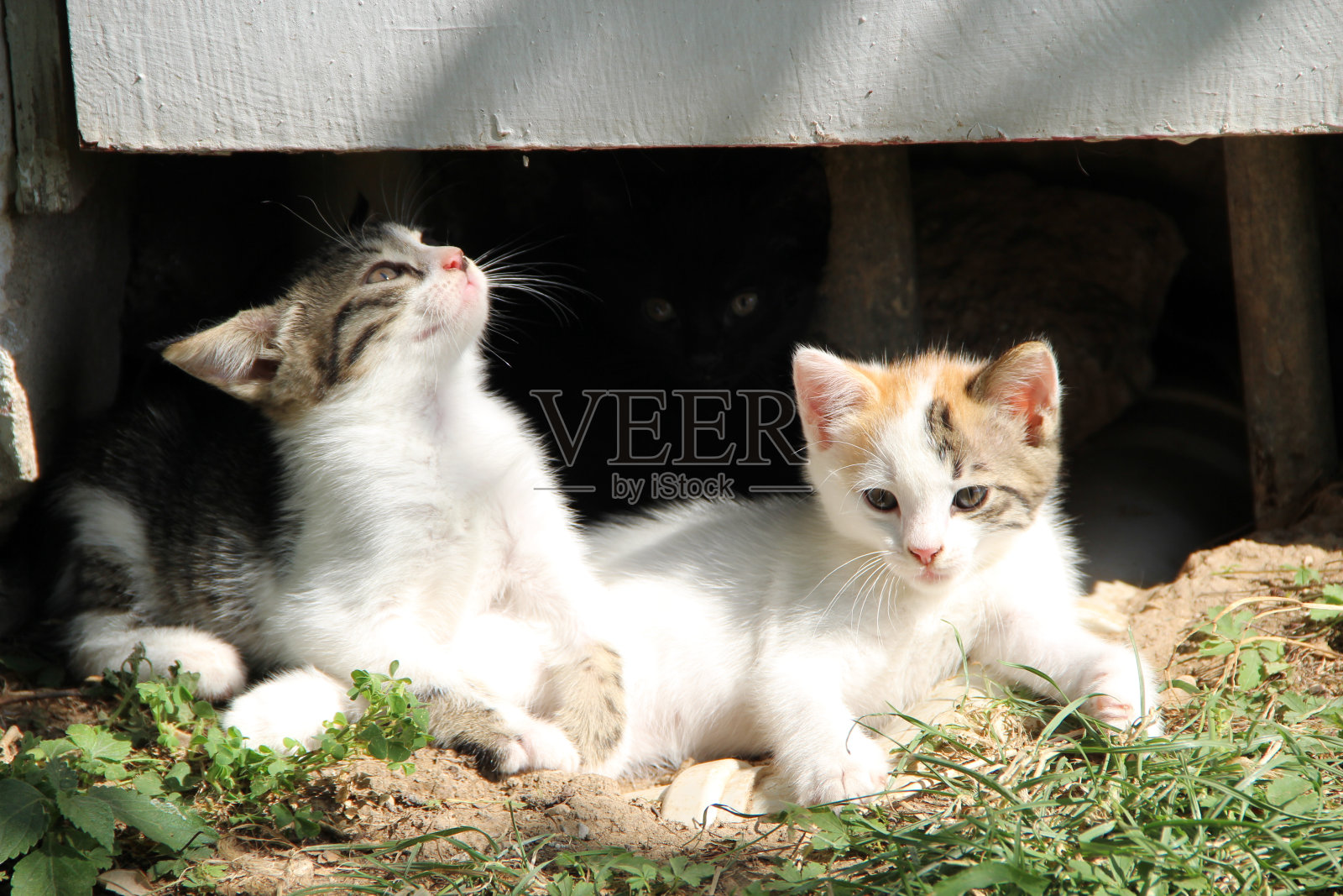 阳光下的草地上有小猫照片摄影图片