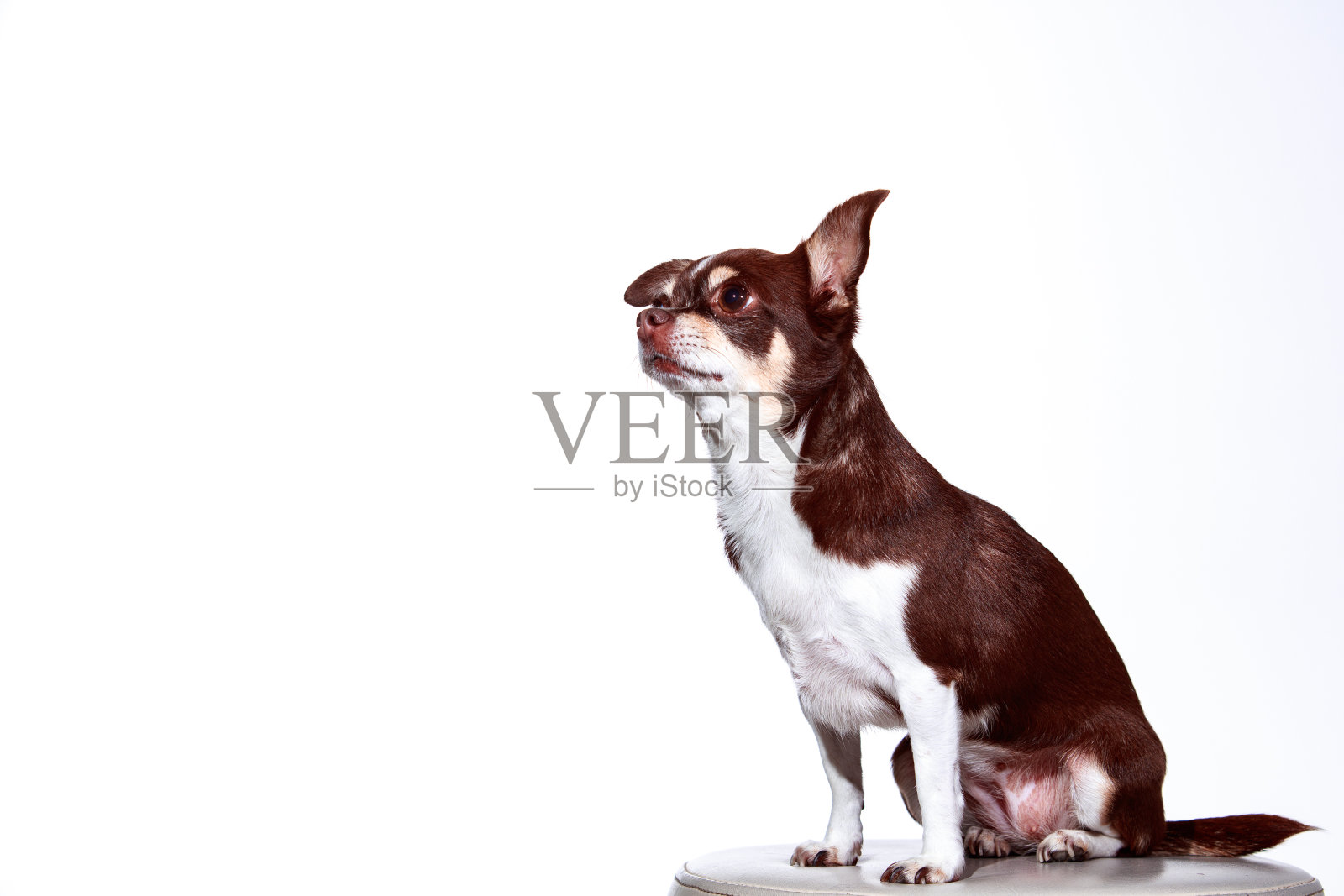 吉娃娃day照片摄影图片