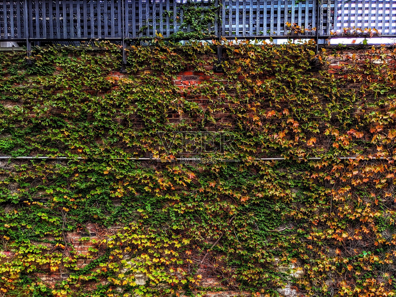 葡萄树照片摄影图片