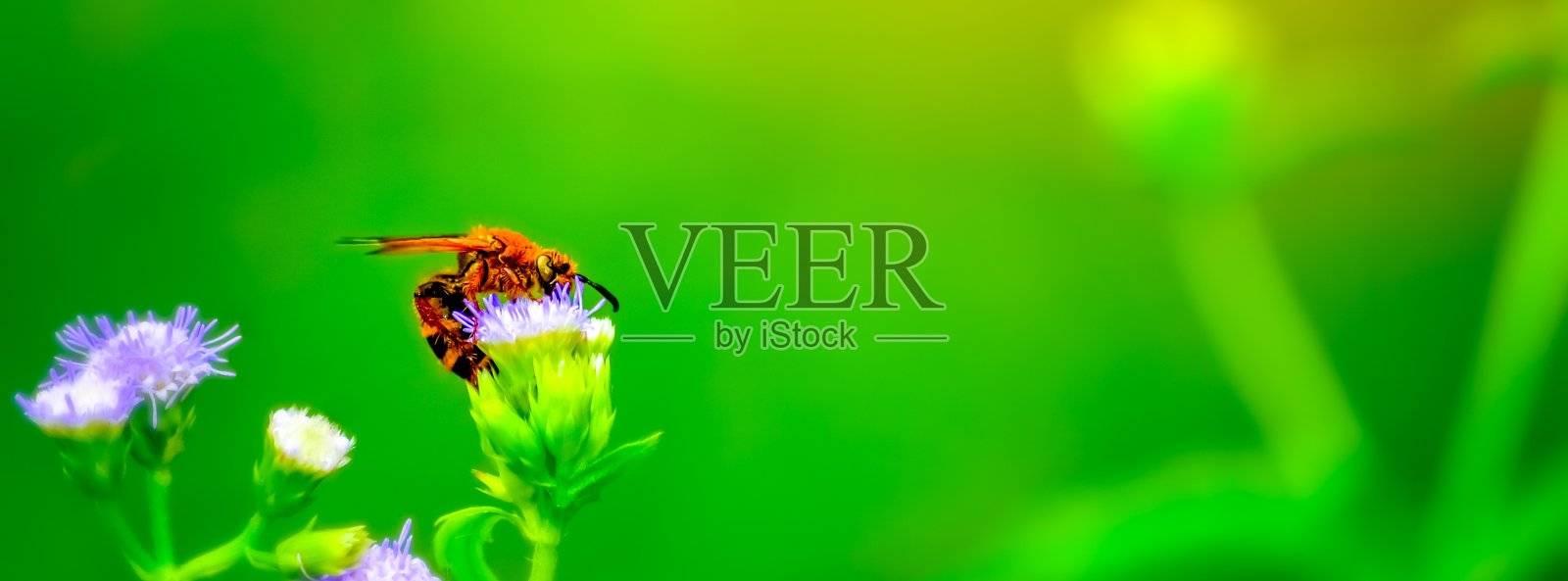 蜜蜂，花上的黄蜂照片摄影图片