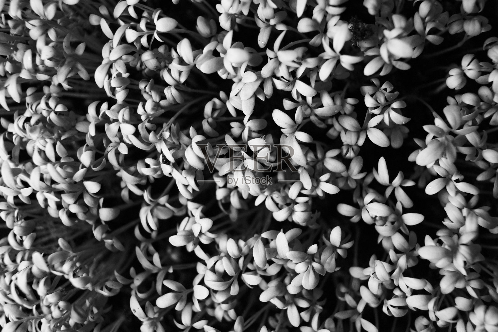 天然抽象的小草叶背景细节健康食品照片摄影图片