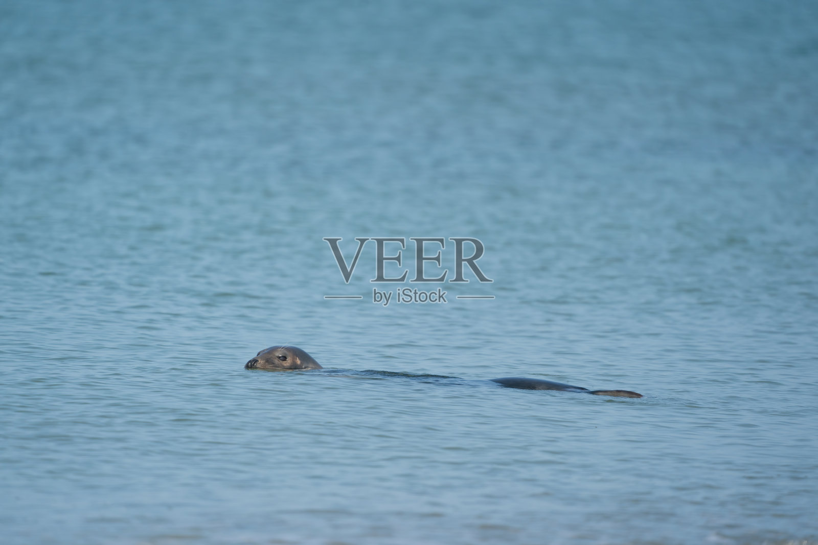 一只灰海豹，石斑鱼。头露出水面在海里游泳照片摄影图片