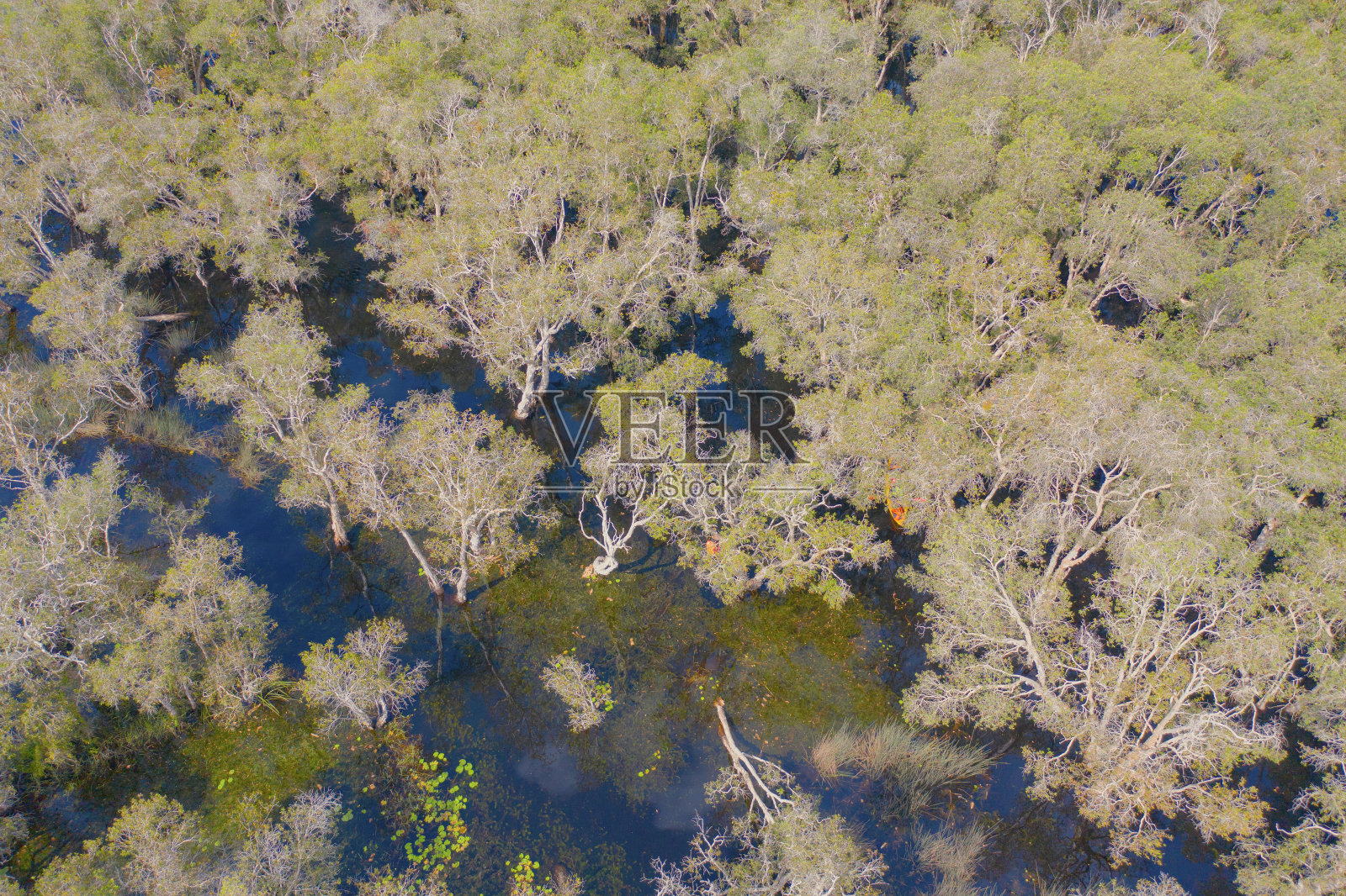 泰国罗勇植物园树木鸟瞰图，老树皮林，热带森林湖泊或河流的国家公园和山或山丘。自然景观背景。照片摄影图片
