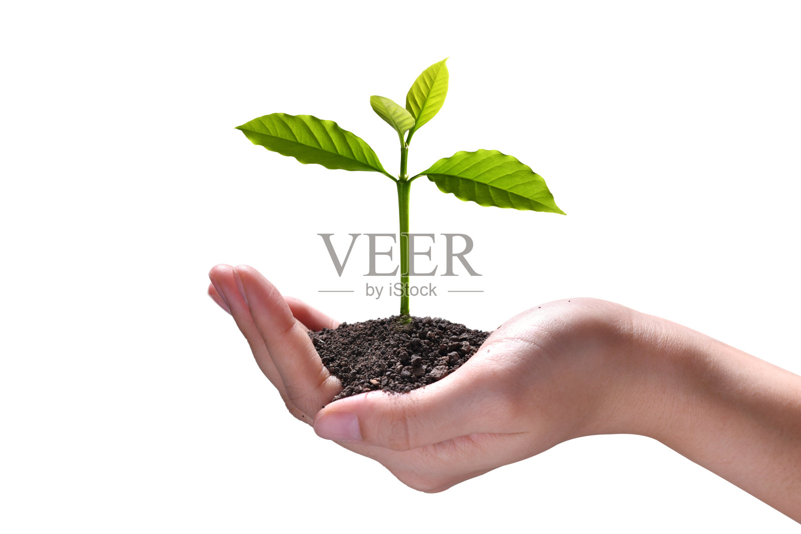 手握和照顾一个绿色的年轻植物孤立在白色的背景照片摄影图片