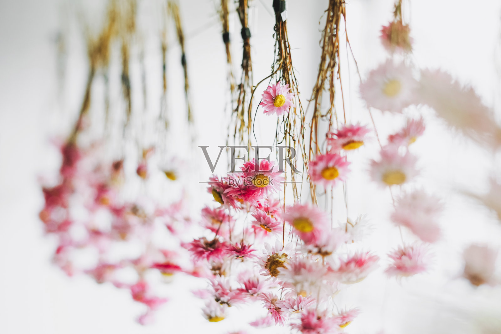 粉红色的花干在窗边的绳子上，自然的背景照片摄影图片