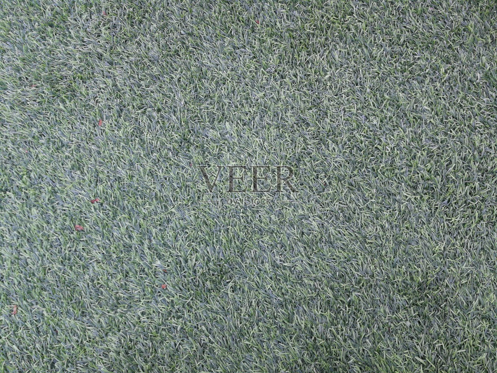 草地背景的全帧拍摄照片摄影图片