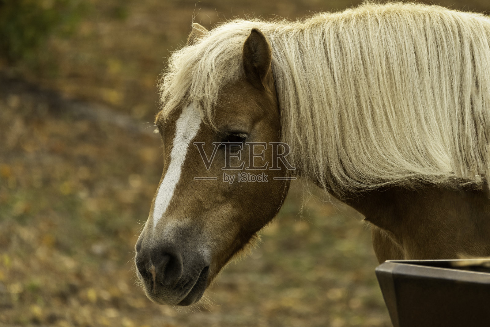 特写棕色的马白色的鬃毛照片摄影图片