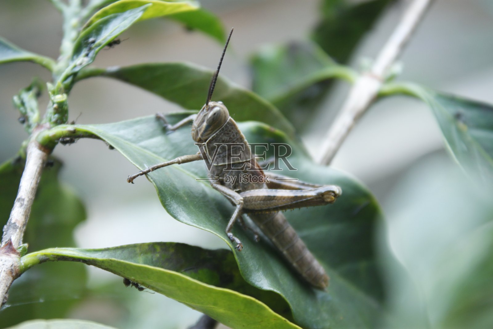 蚱蜢照片摄影图片