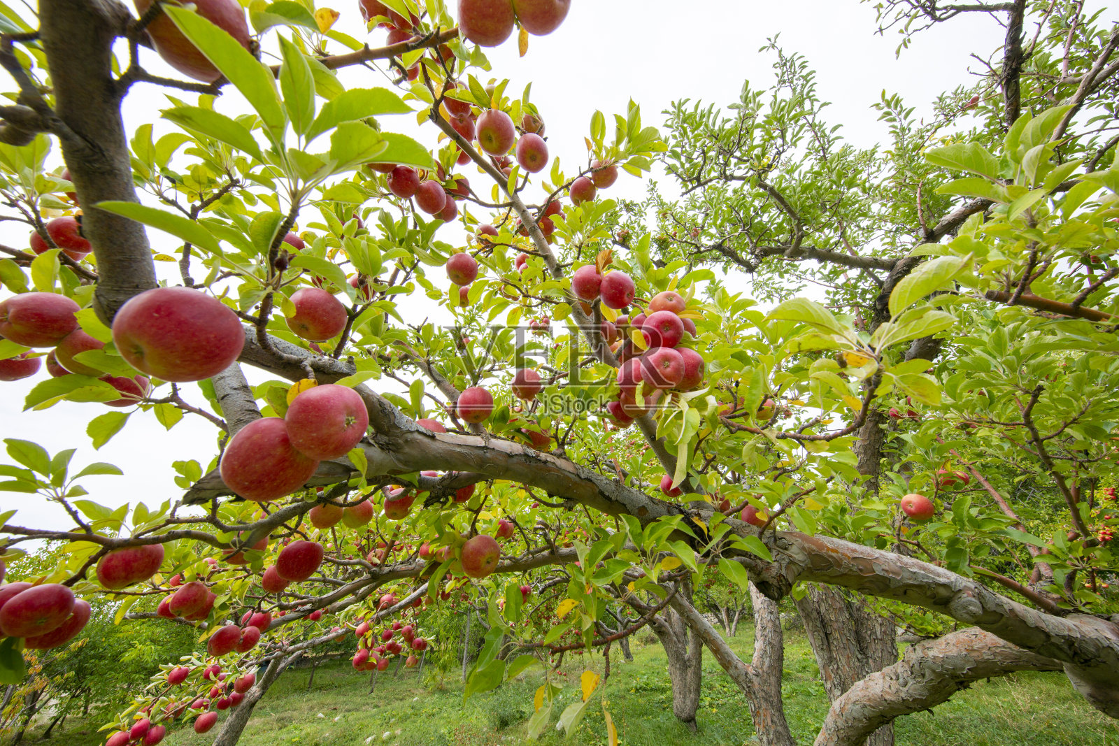 苹果与苹果收获照片摄影图片