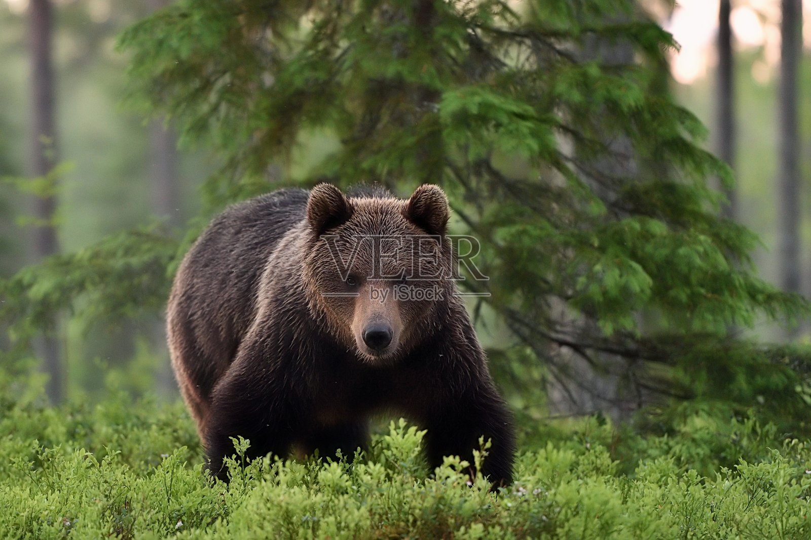 夏天，棕熊在森林里摆出强有力的姿势照片摄影图片