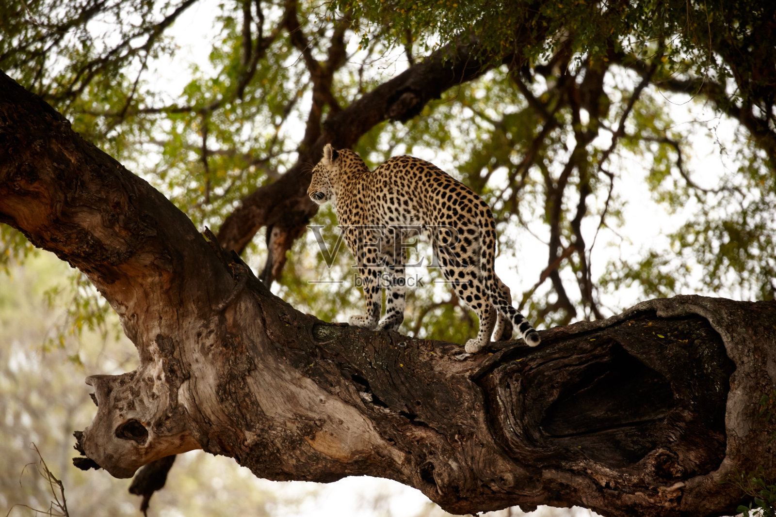 豹照片摄影图片