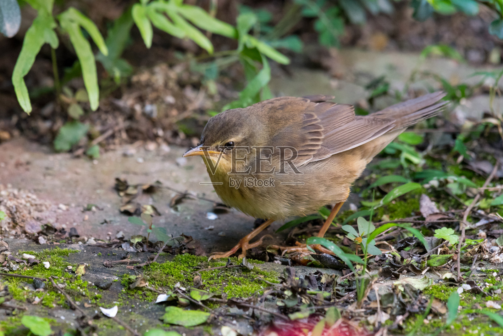 地上的鸟-米登多夫蚱蜢莺照片摄影图片