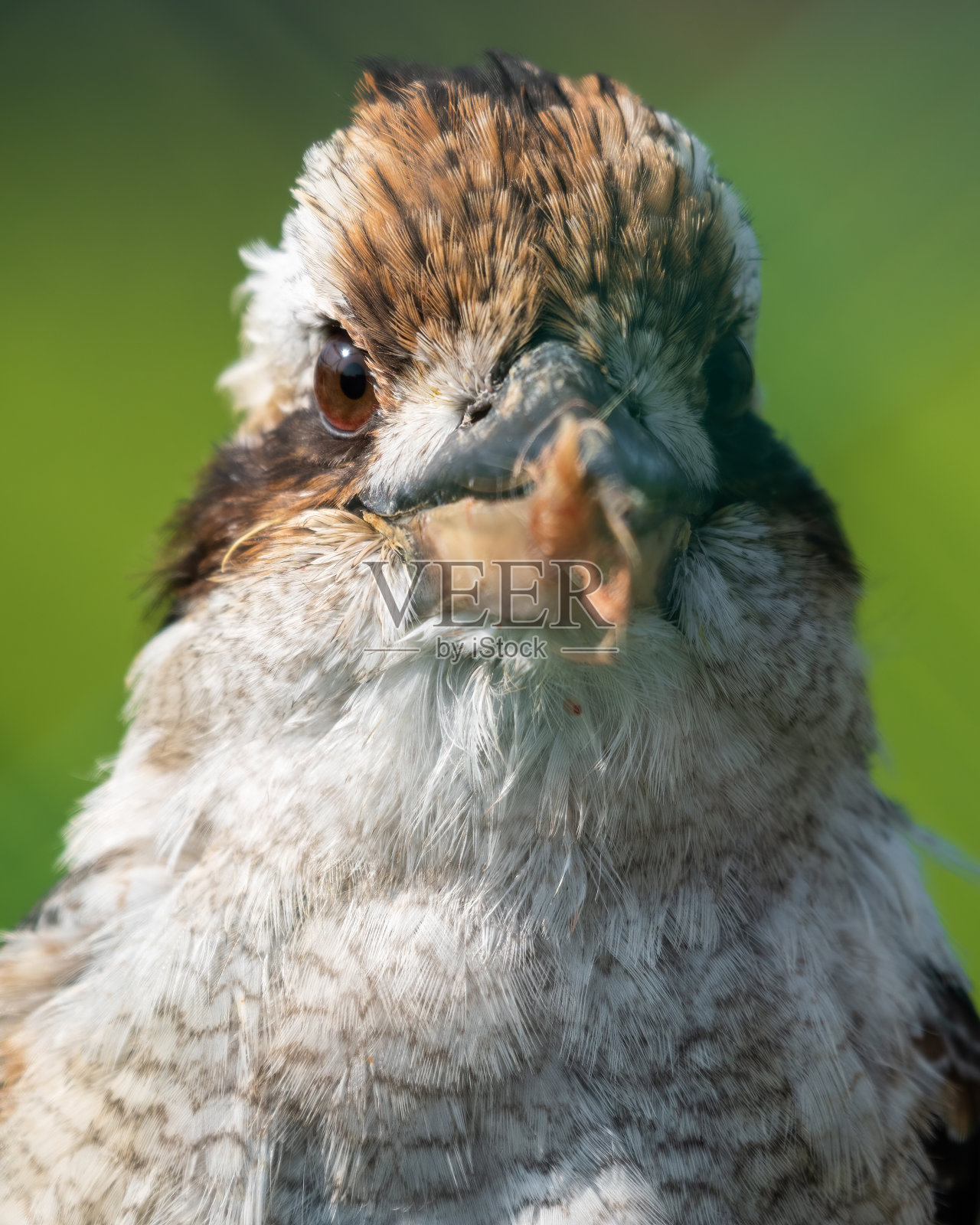嘴受伤的笑翠鸟照片摄影图片
