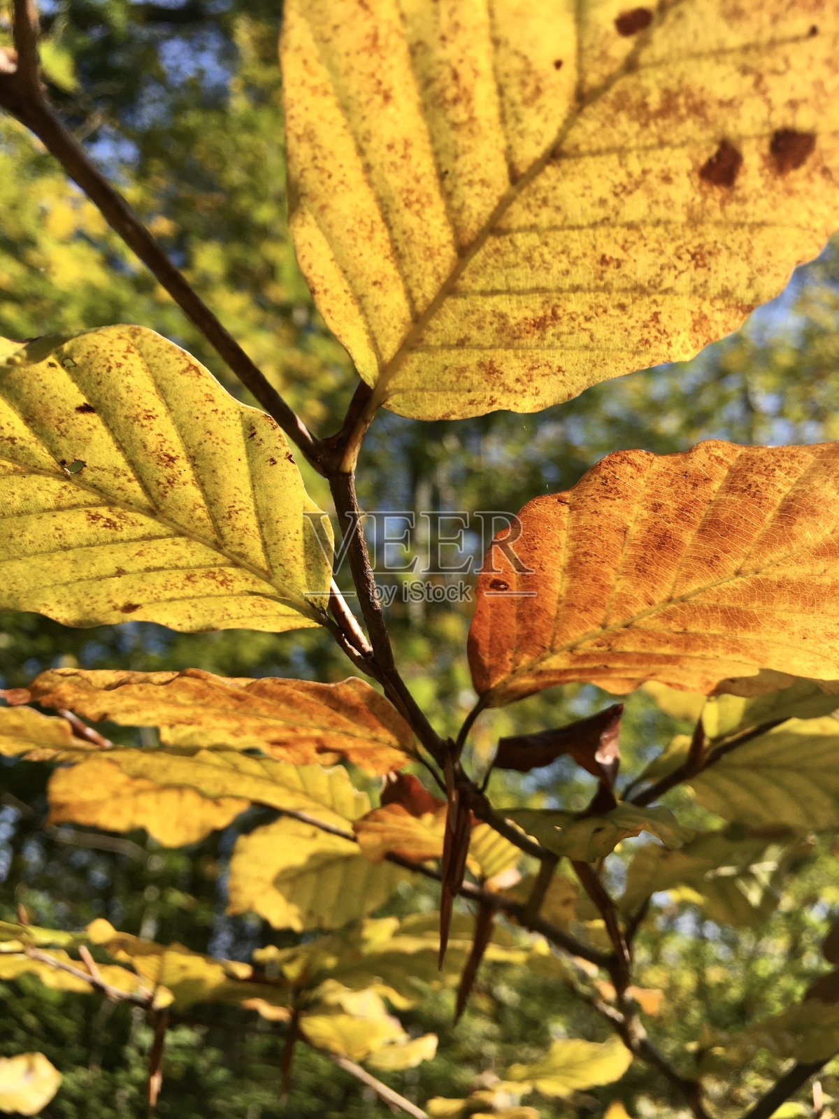 Chiemsee是德国巴伐利亚州靠近罗森海姆的一个淡水湖。它通常被称为“巴伐利亚海”。照片摄影图片