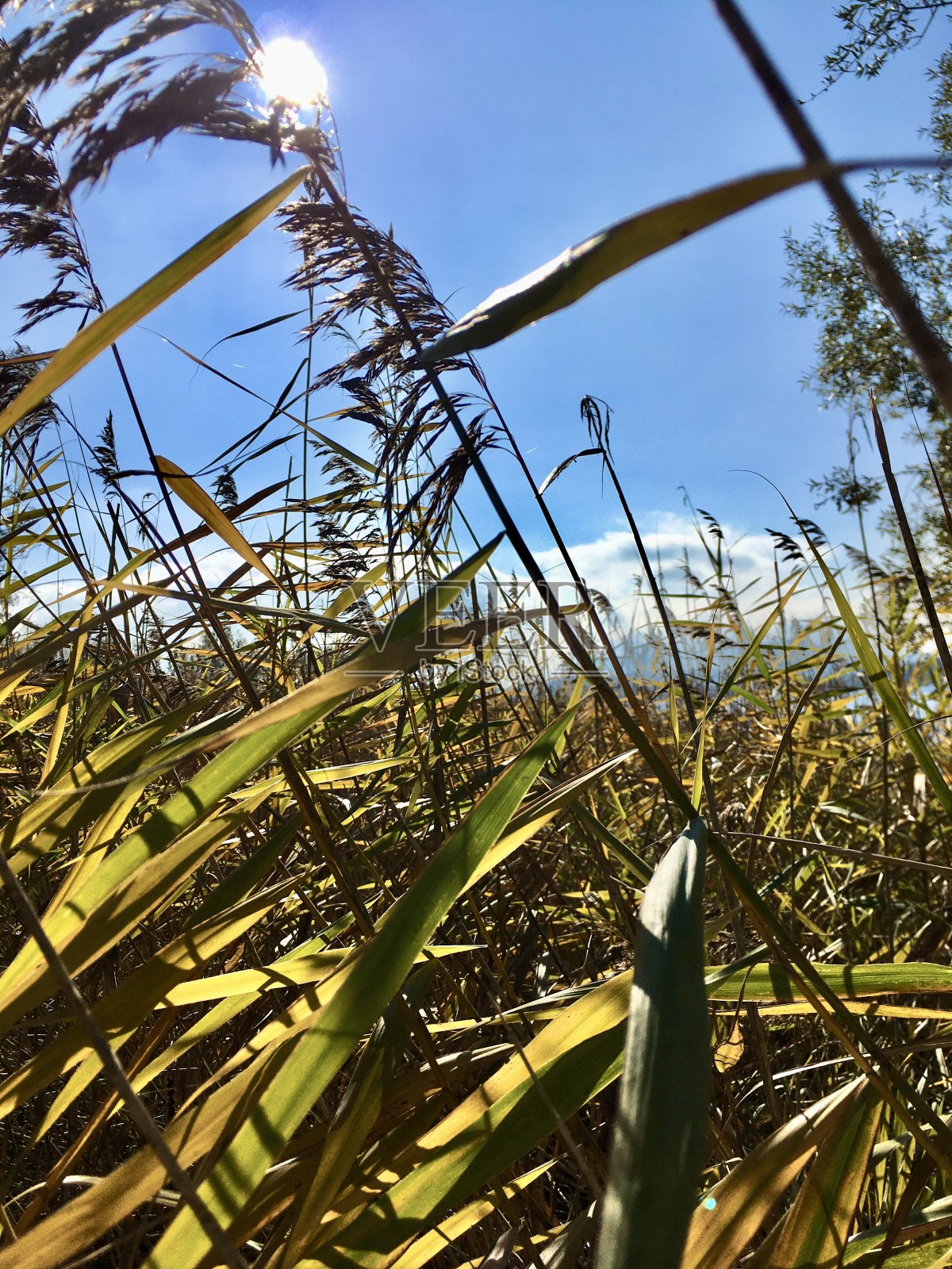 Chiemsee是德国巴伐利亚州靠近罗森海姆的一个淡水湖。它通常被称为“巴伐利亚海”。照片摄影图片