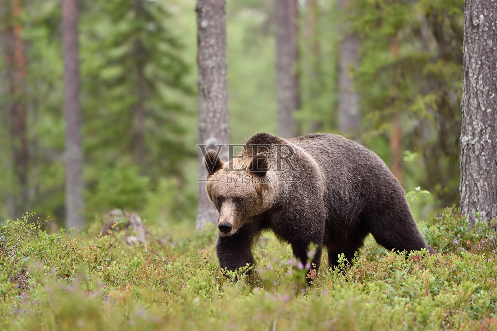 棕熊在森林里散步照片摄影图片