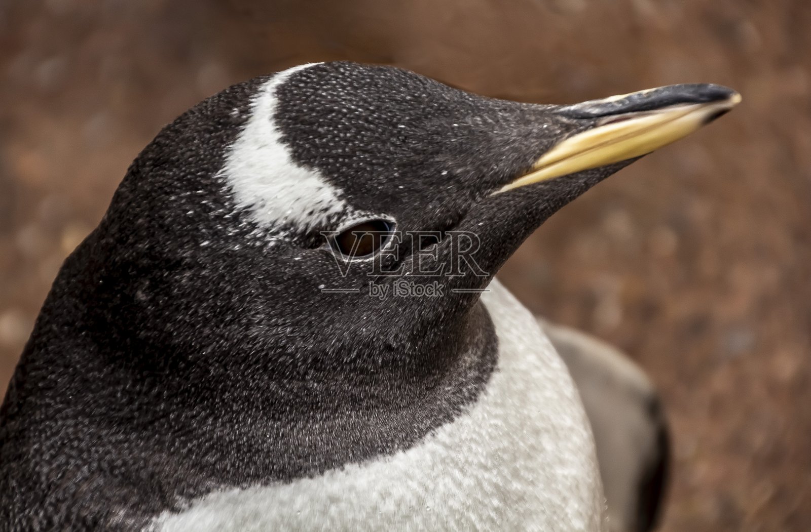 企鹅特写。照片摄影图片