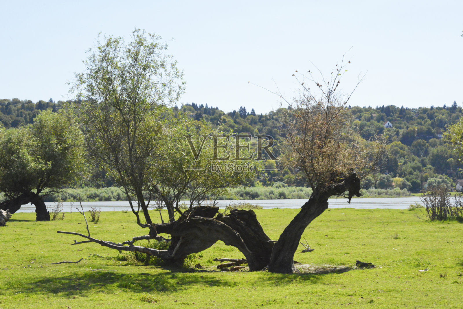 多瑙河两岸古老的柳树照片摄影图片