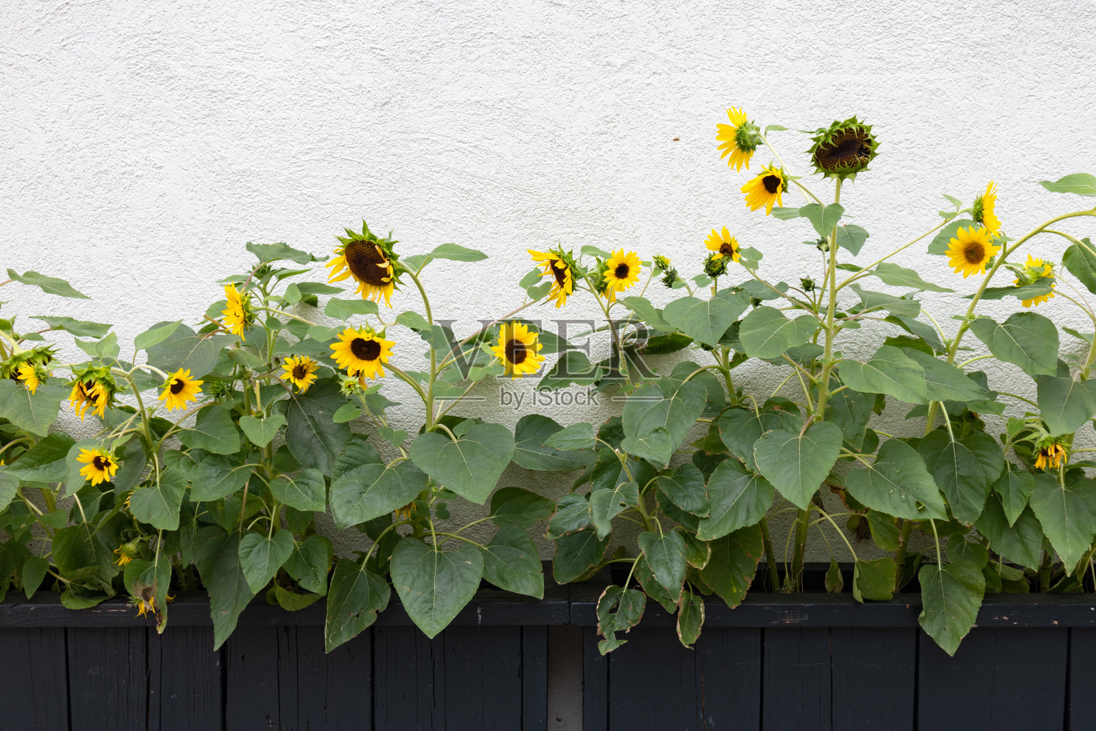向日葵与白墙背景在夏天照片摄影图片