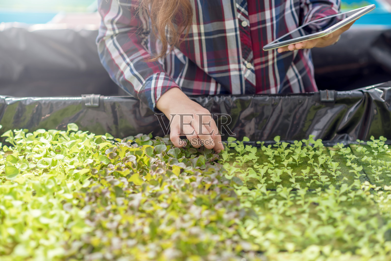 水培蔬菜农场。美丽的亚洲农民研究水培蔬菜种植和分析。种植有机蔬菜和健康食品的理念。照片摄影图片