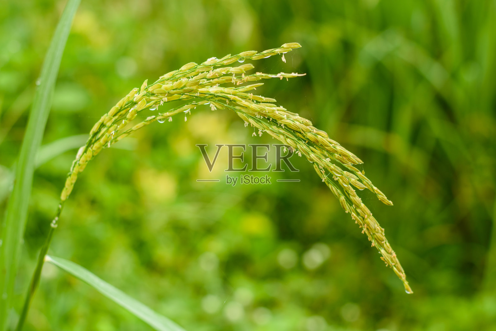 稻田照片摄影图片