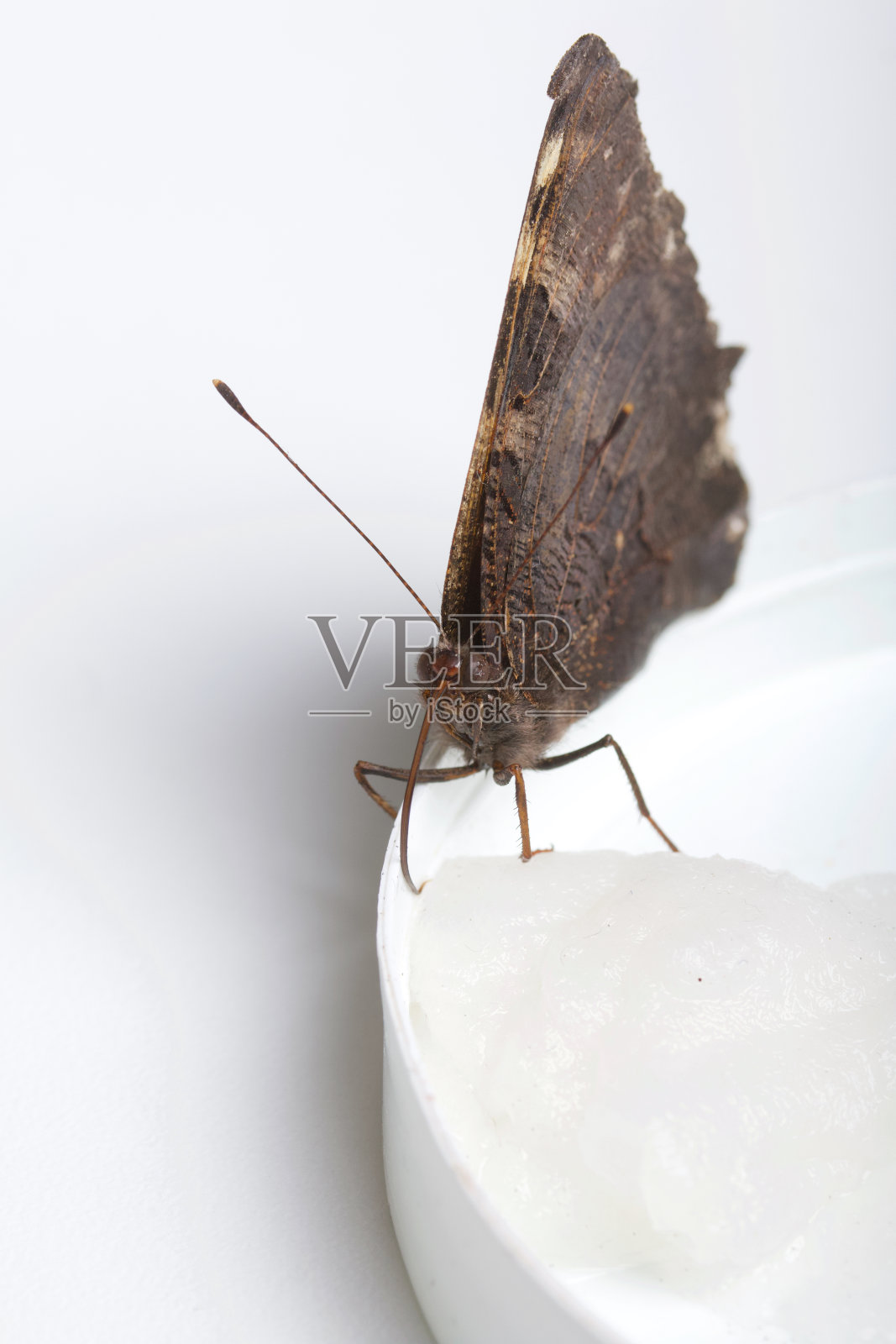 孔雀蝶正在吃棉花球上的糖浆。在白色背景上。特写镜头。照片摄影图片