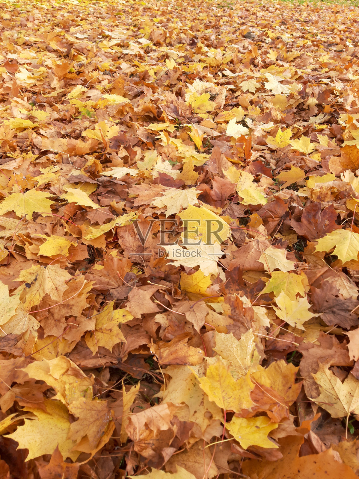 秋天，地上黄色的枫叶  ￼照片摄影图片