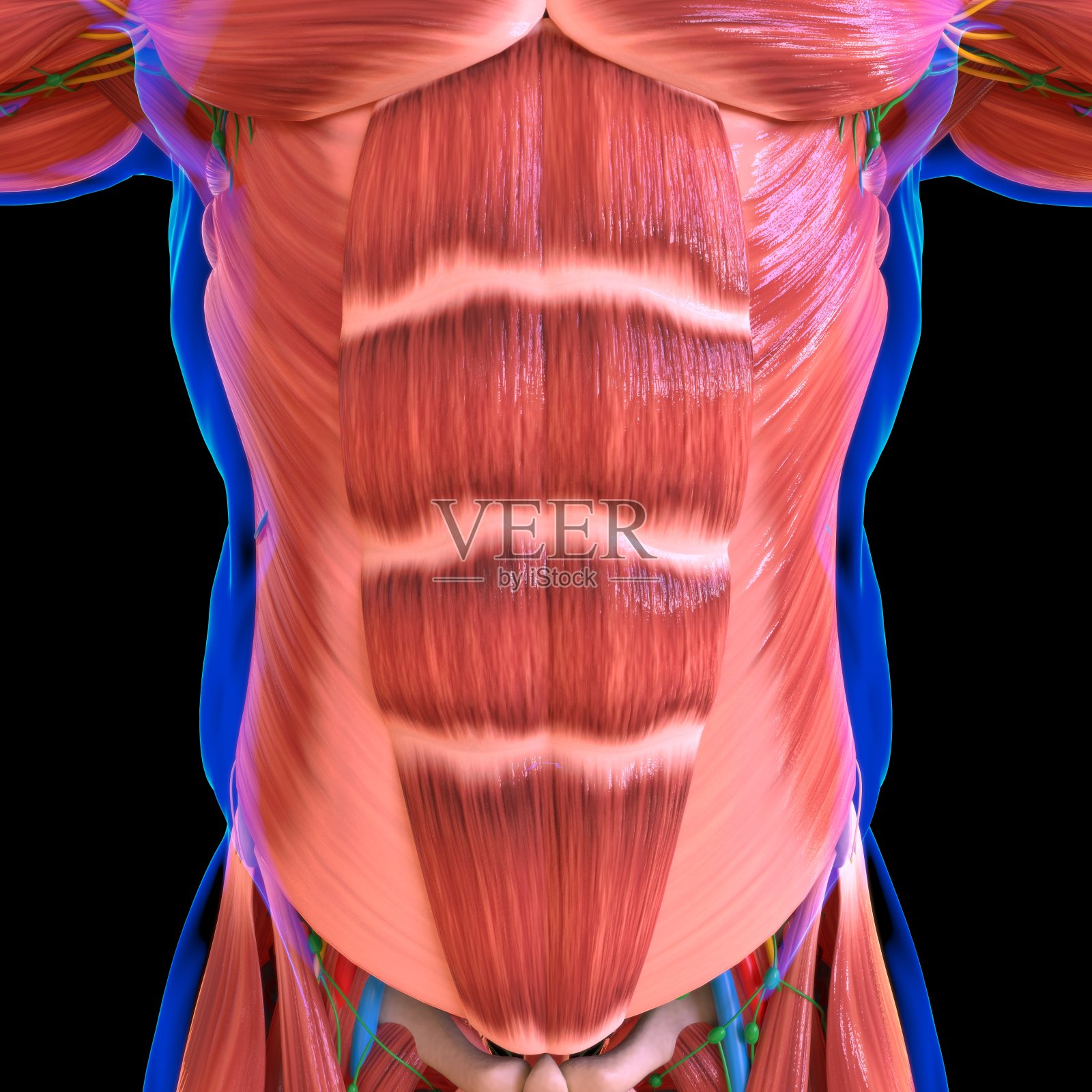人体肌肉解剖学的医学概念照片摄影图片