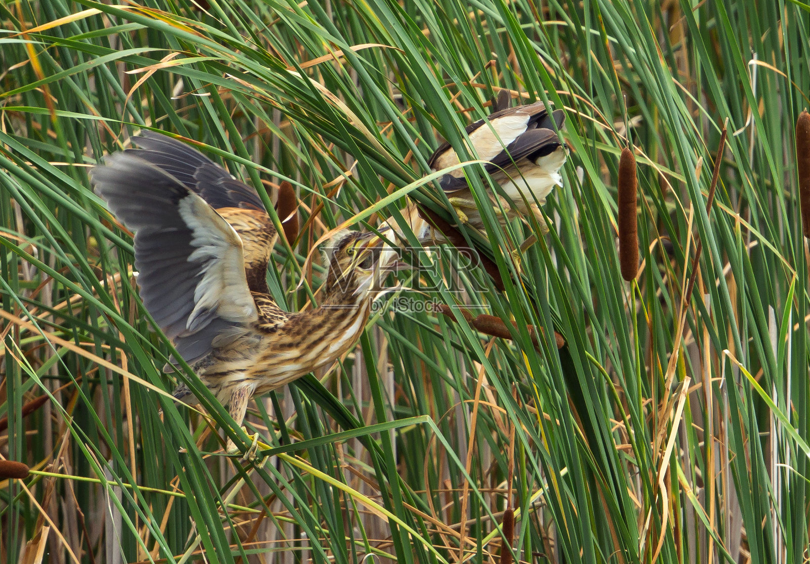 小麻鸦(硬麻鸦)照片摄影图片
