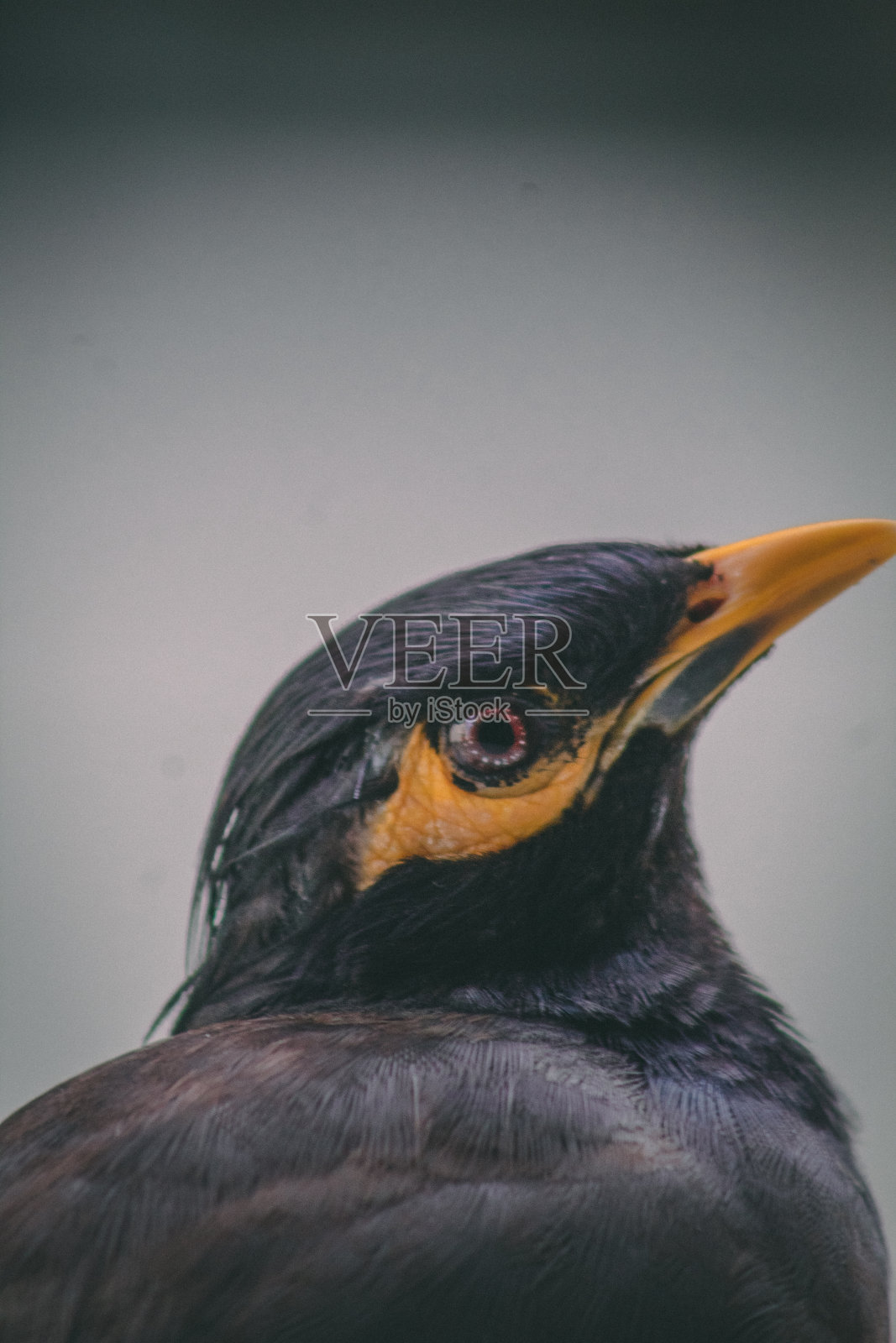 八哥，黄顶红眼照片摄影图片