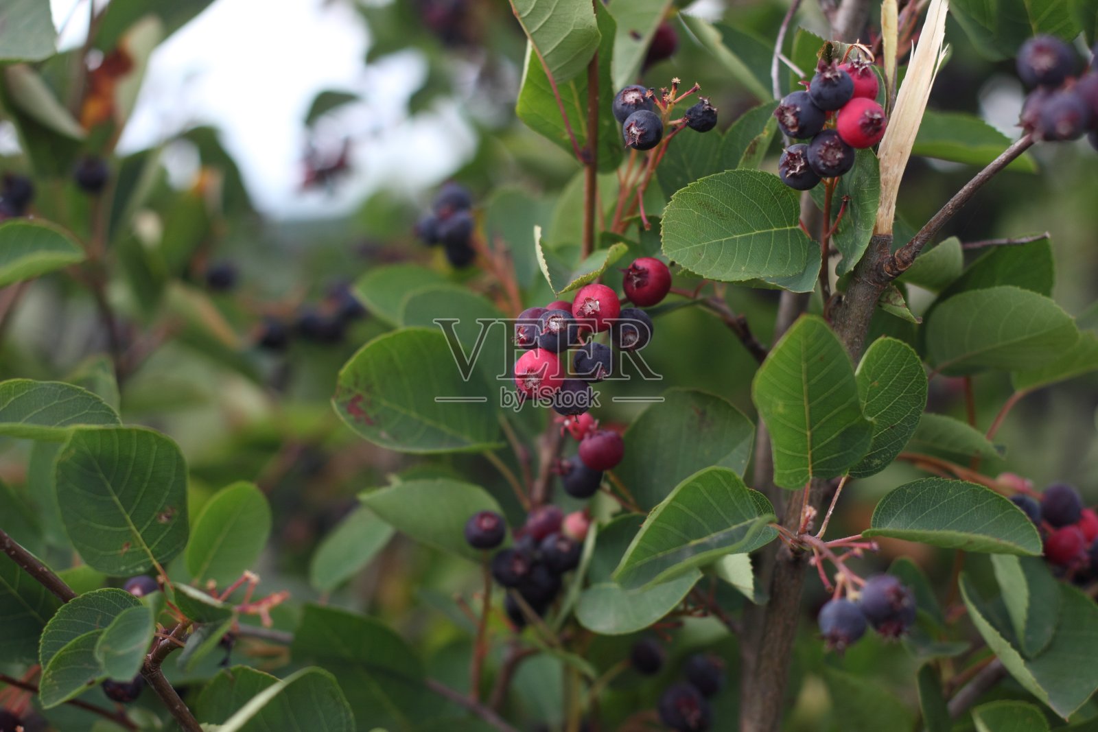 Amelanchier卵照片摄影图片