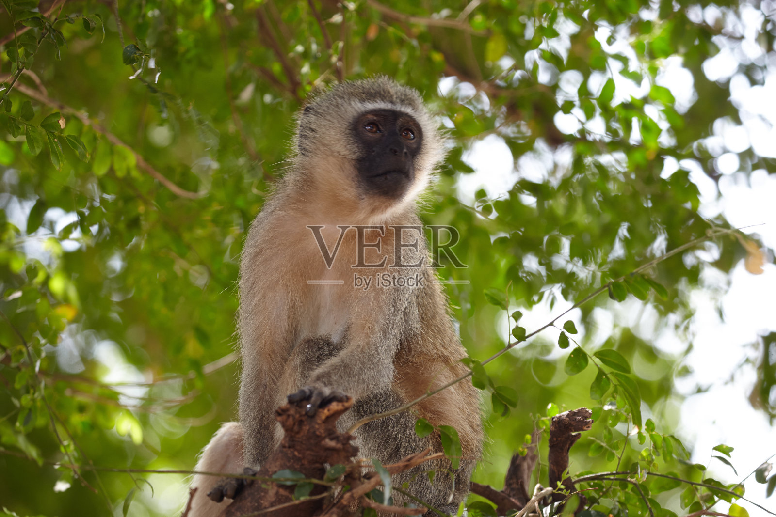 猴子的生活照片摄影图片
