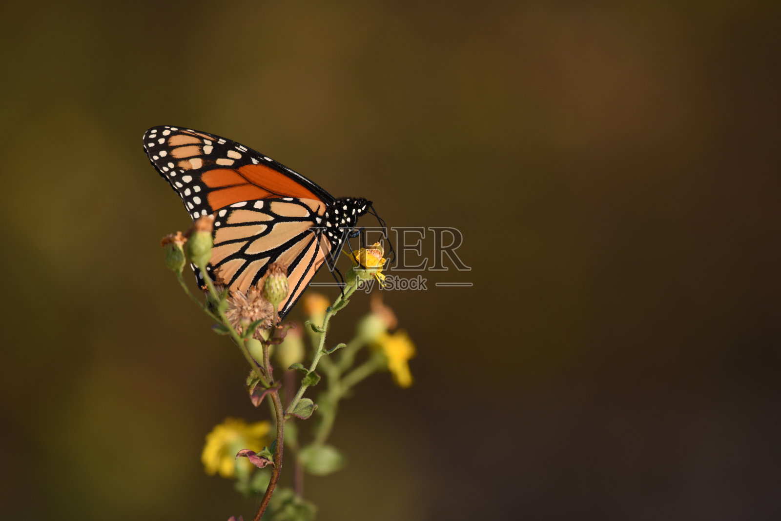 黑脉金斑蝶照片摄影图片