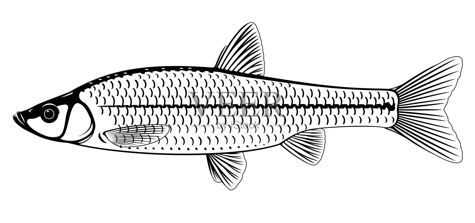 石纹鱼黑白相间插画图片素材