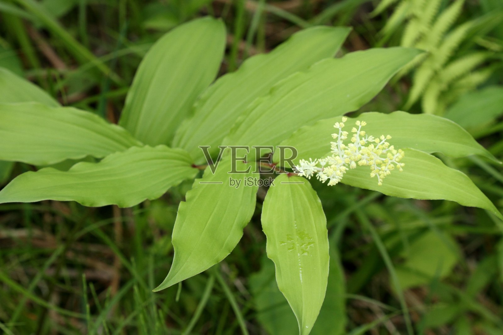 Smilacine /假所罗门印/ Maianthemum racemosum照片摄影图片