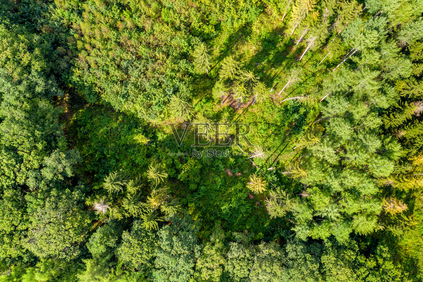 美丽的绿色混合森林照片摄影图片