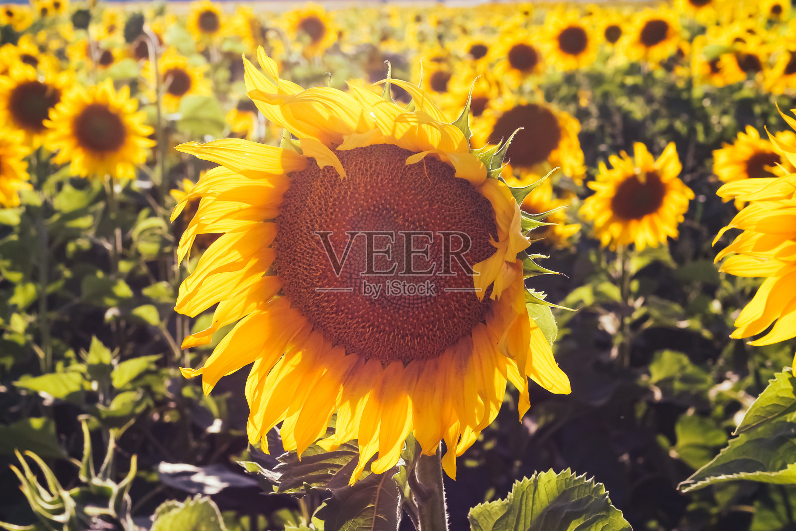 向日葵靠近的背景是一片向日葵田。照片摄影图片