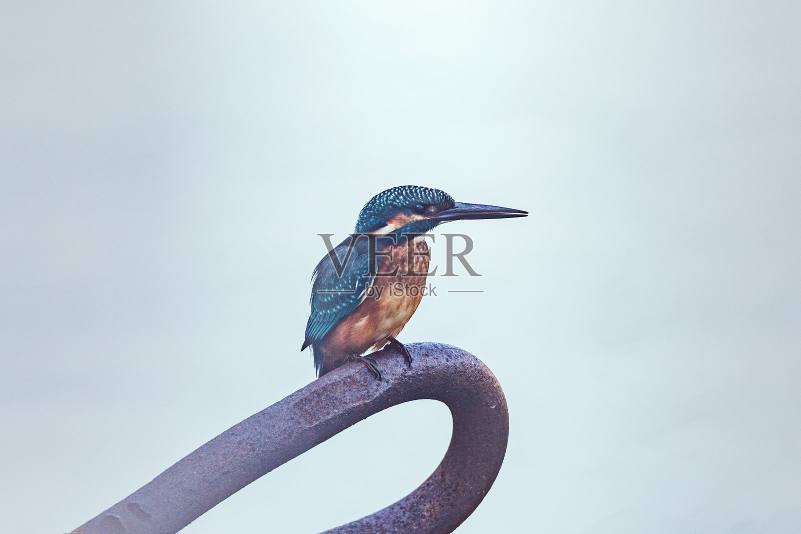 普通翠鸟的金属结构。照片摄影图片