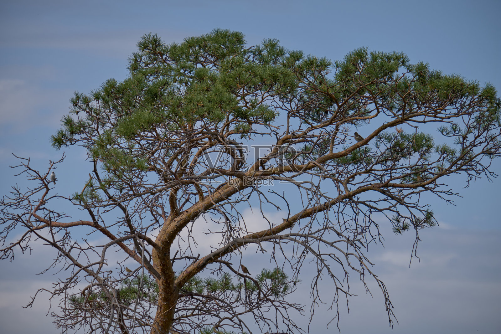 树照片摄影图片