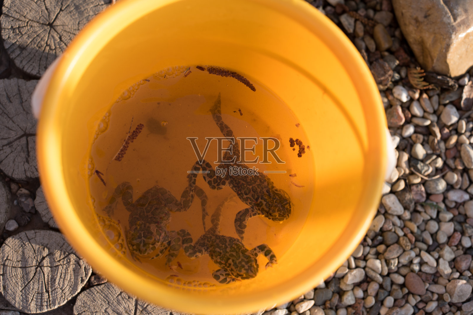 水桶里的青蛙。照片摄影图片