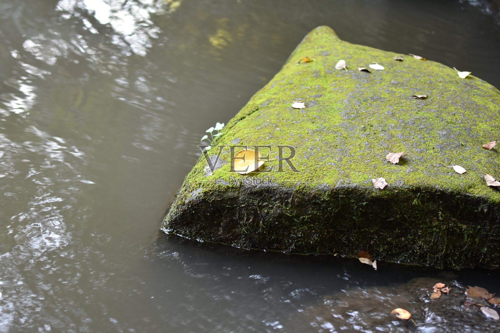 池塘里长满苔藓的石头照片摄影图片