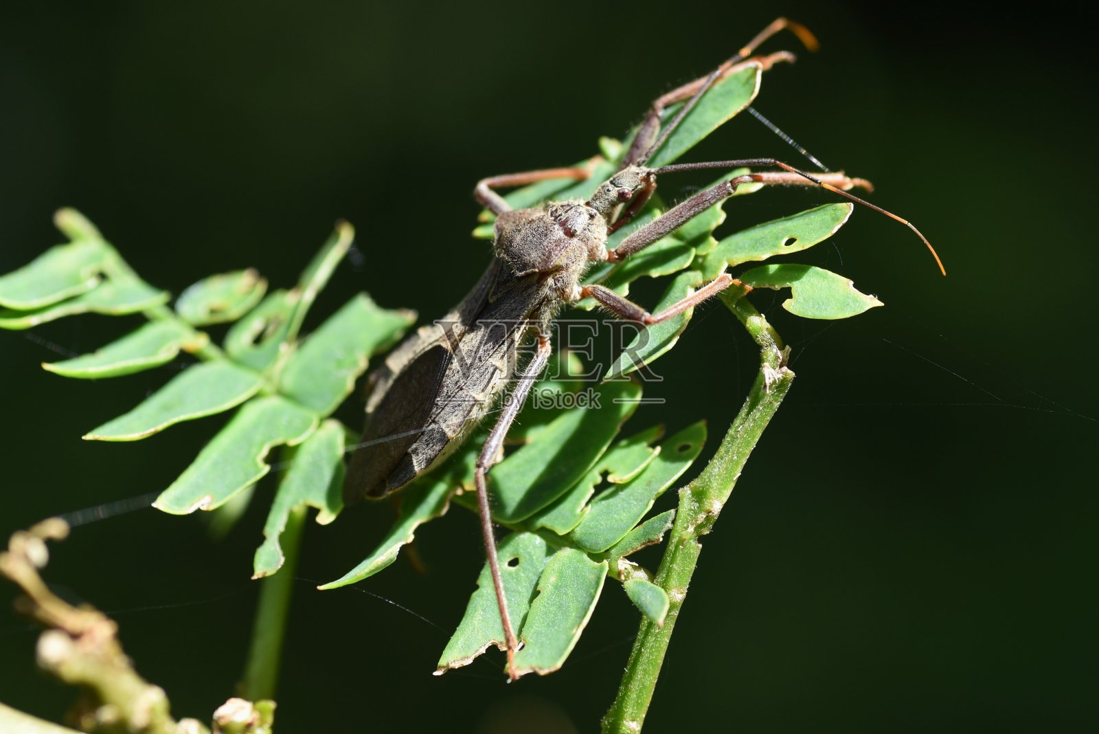 伊西恩杜斯默斯库鲁斯照片摄影图片