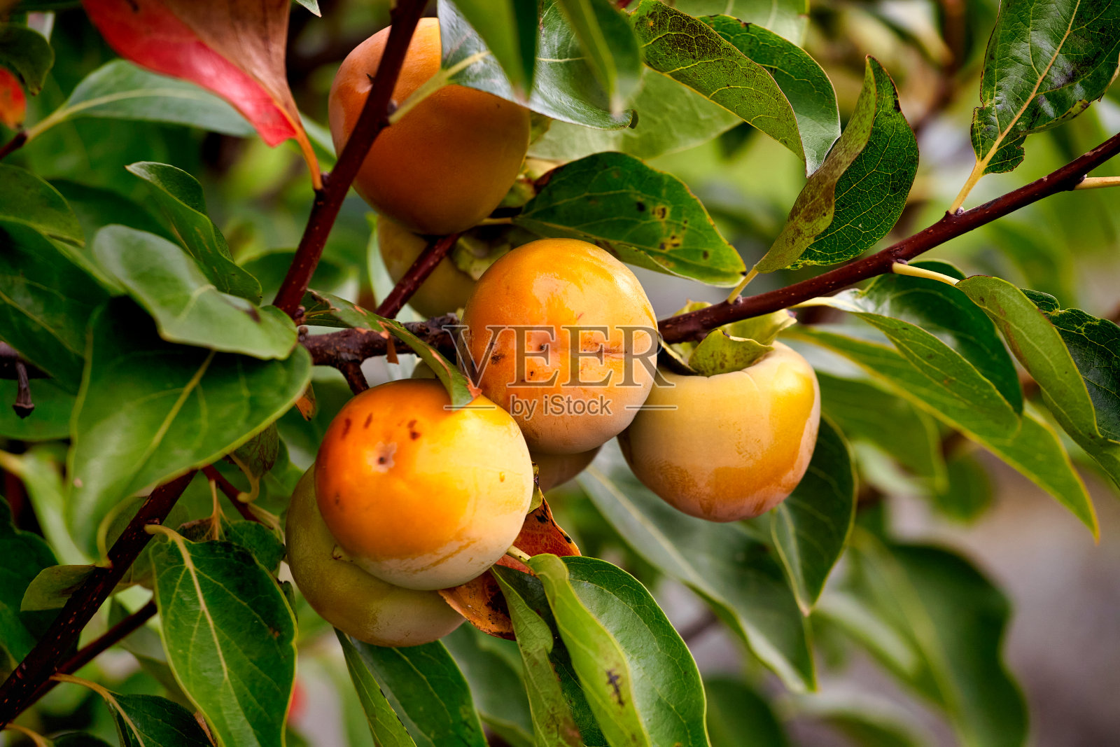 柿子树，秋天有许多柿子。在枝头成熟的柿子照片摄影图片