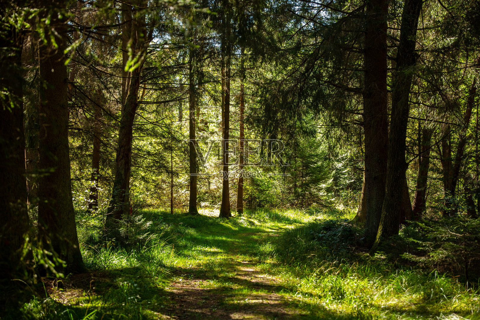 ummendorfer里德的小路照片摄影图片