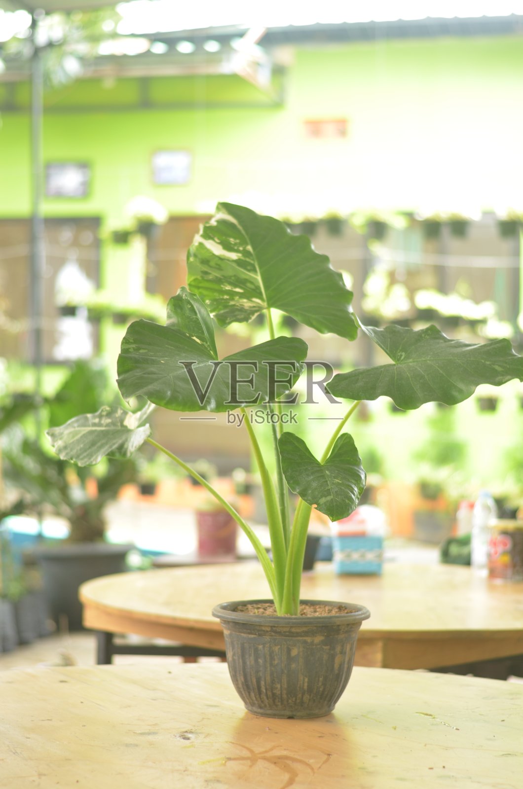 在模糊的背景木桌子上，黑锅里美丽的斑谰。照片摄影图片