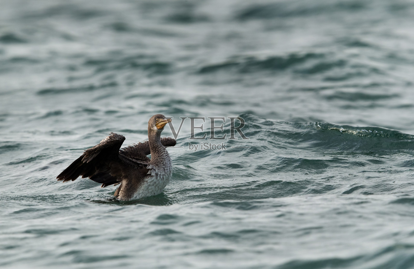 索科特拉鸬鹚在巴林海岸游泳照片摄影图片