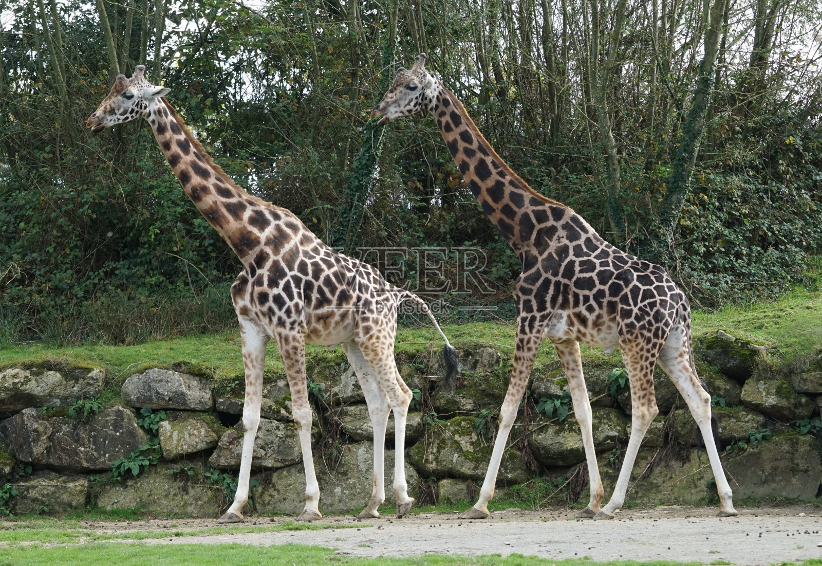 Branfere野生动物照片摄影图片