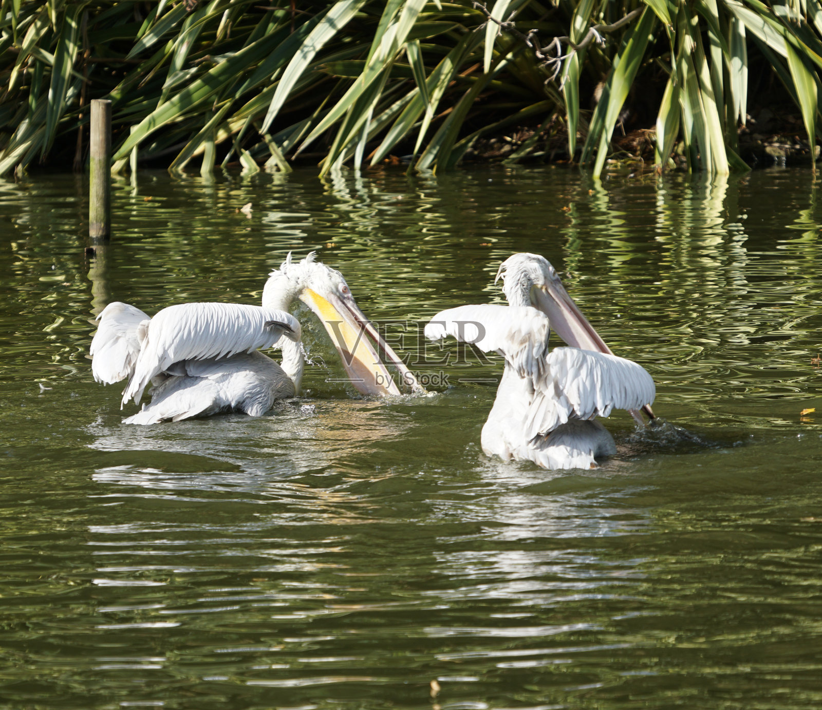 Branfere野生动物照片摄影图片