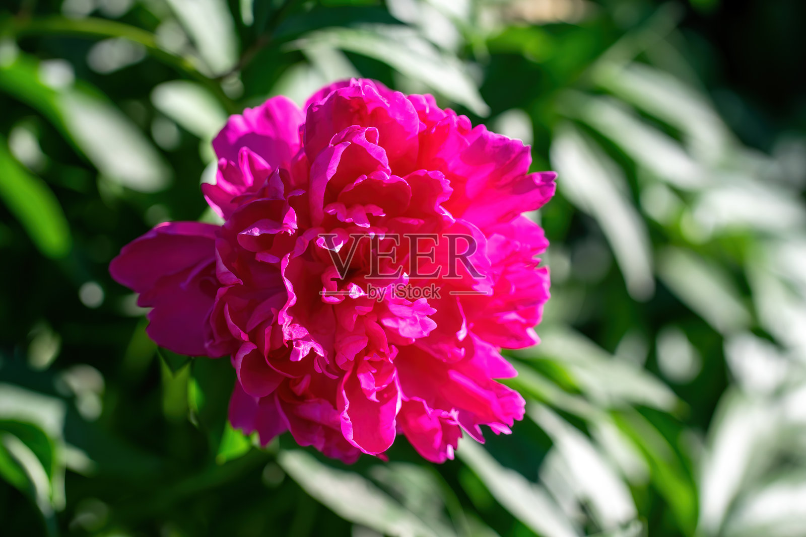 近距离排列的粉红色介子花。照片摄影图片